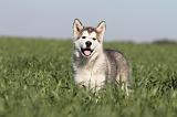 ALASKAN MALAMUTE 174